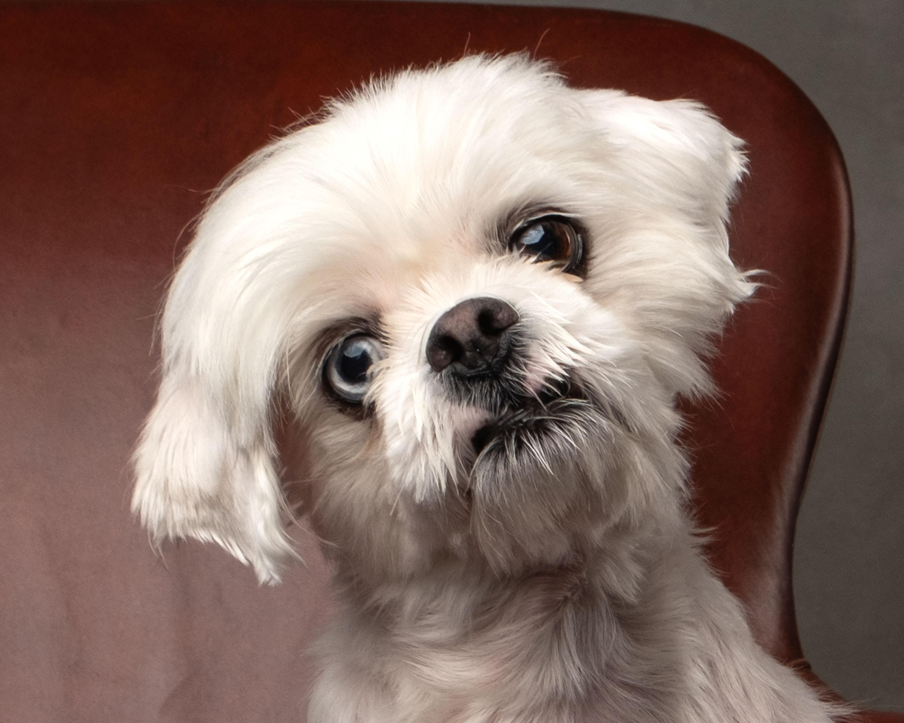 Enlarge Misty , a ADOPTABLE mixed breed in Aiken, SC image 2/3