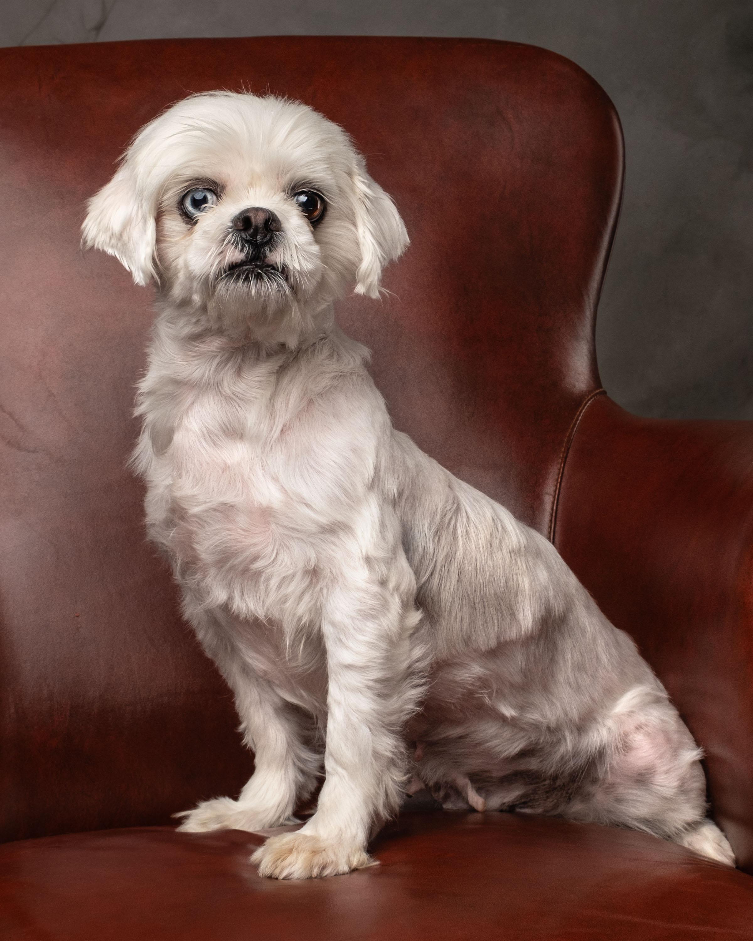Enlarge Misty , a ADOPTABLE mixed breed in Aiken, SC image 3/3
