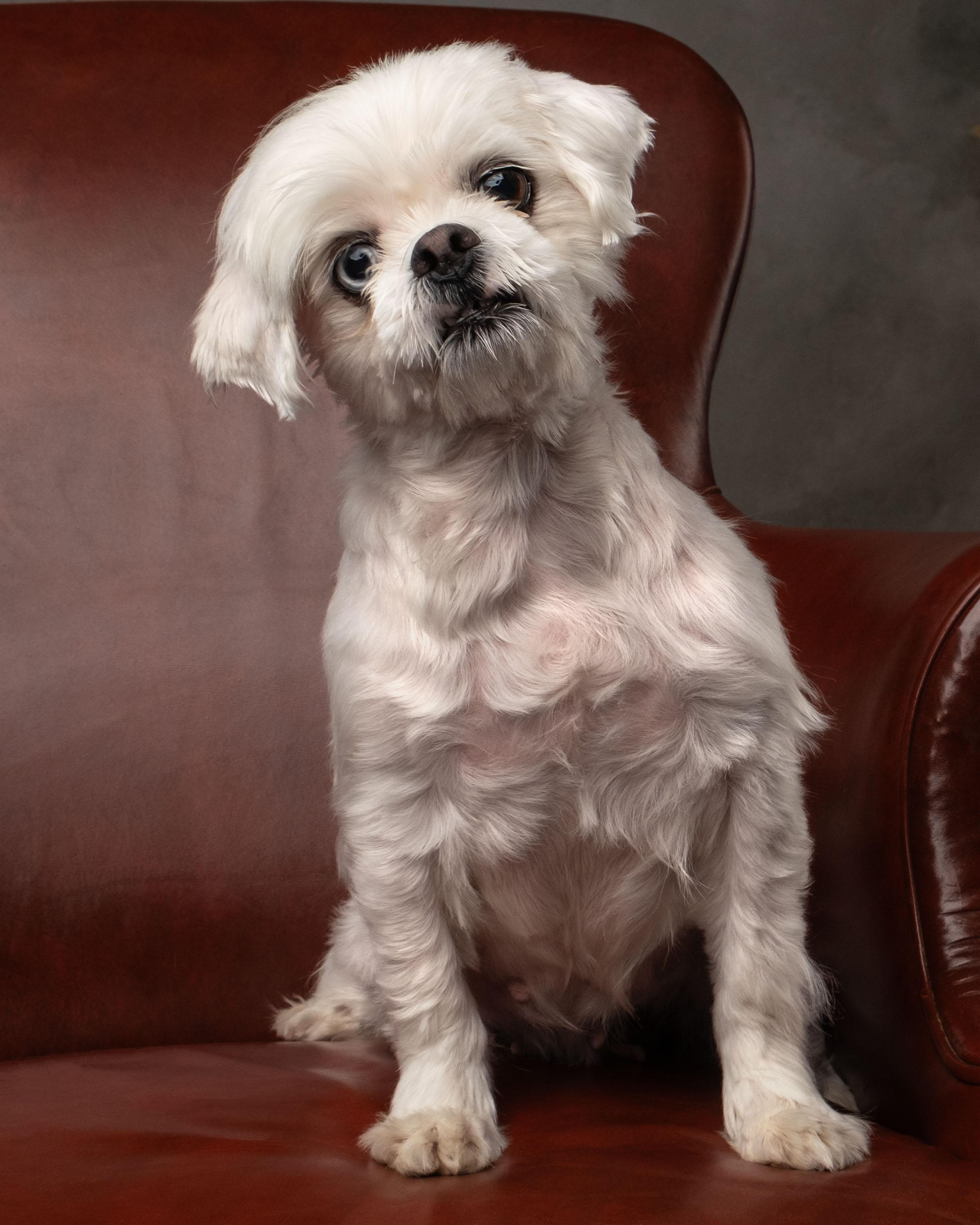 Enlarge Misty , a ADOPTABLE mixed breed in Aiken, SC image 1/3