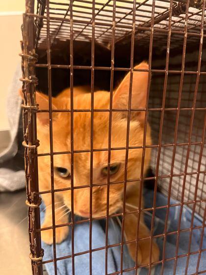 Enlarge Oak, a Adoptable mixed breed in Chicago, IL image 1/1