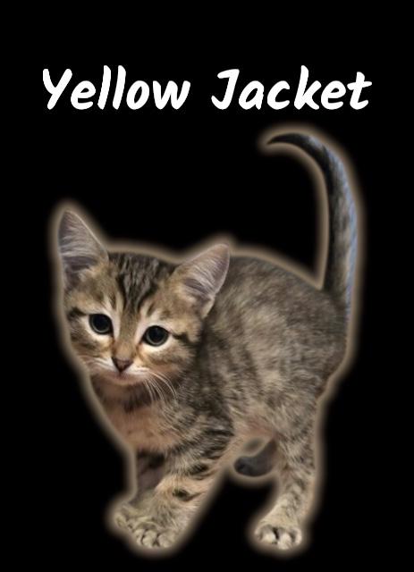 Yellow Jacket, adopted, Kitten Male Domestic Short Hair.