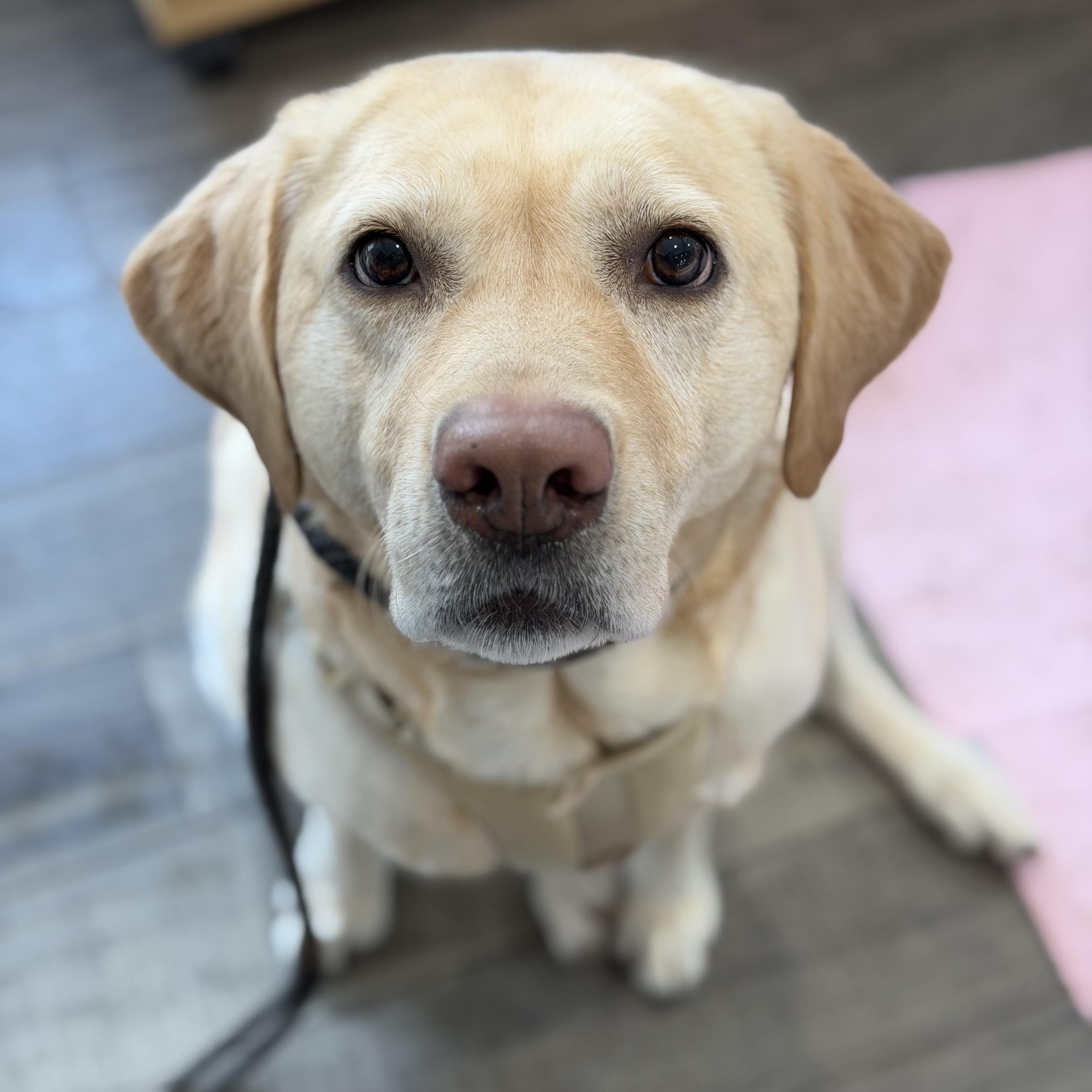 Daisy, a Adoptable Yellow Labrador Retriever in Mahwah, NJ image 1/5