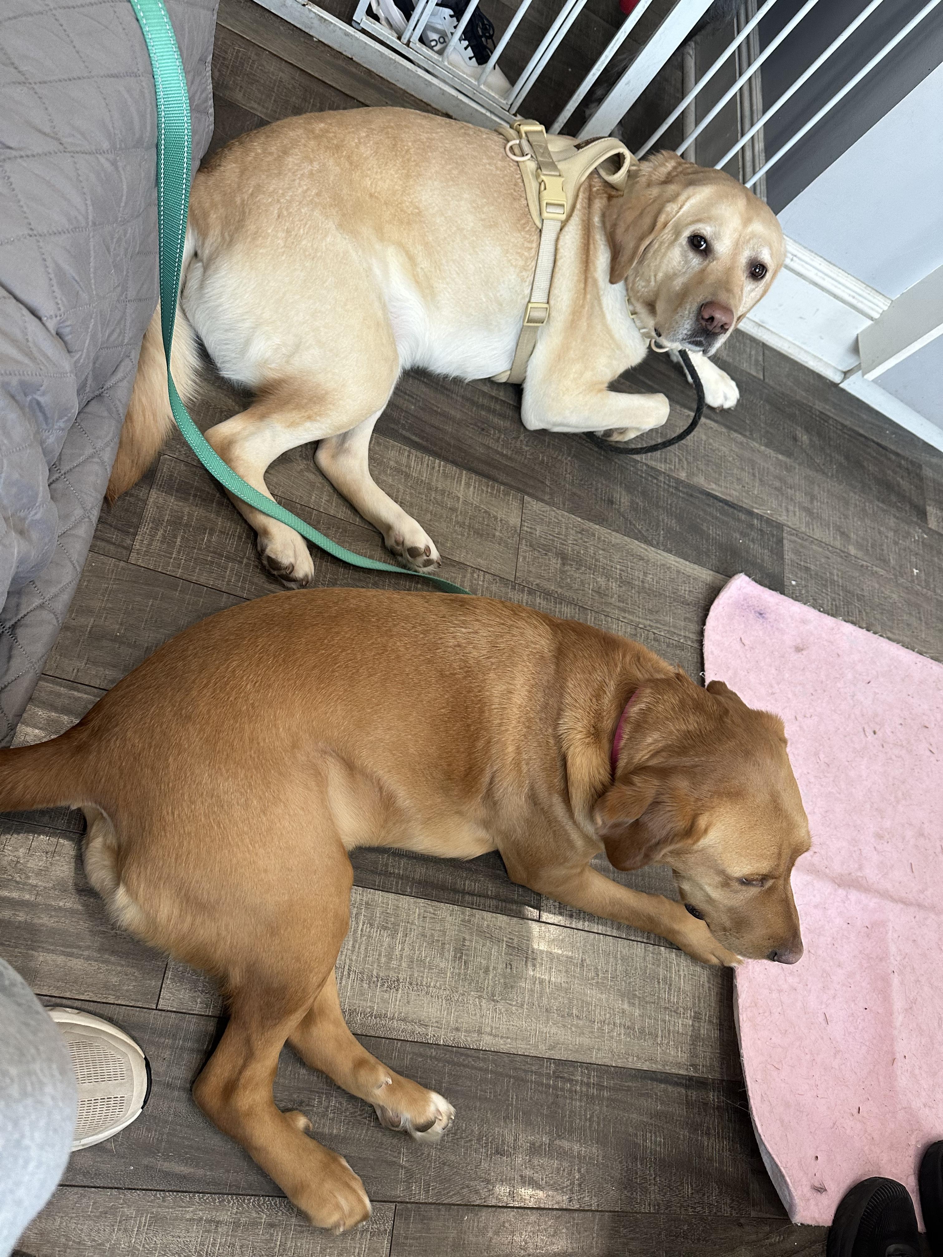 Daisy, a Adoptable Yellow Labrador Retriever in Mahwah, NJ image 4/5