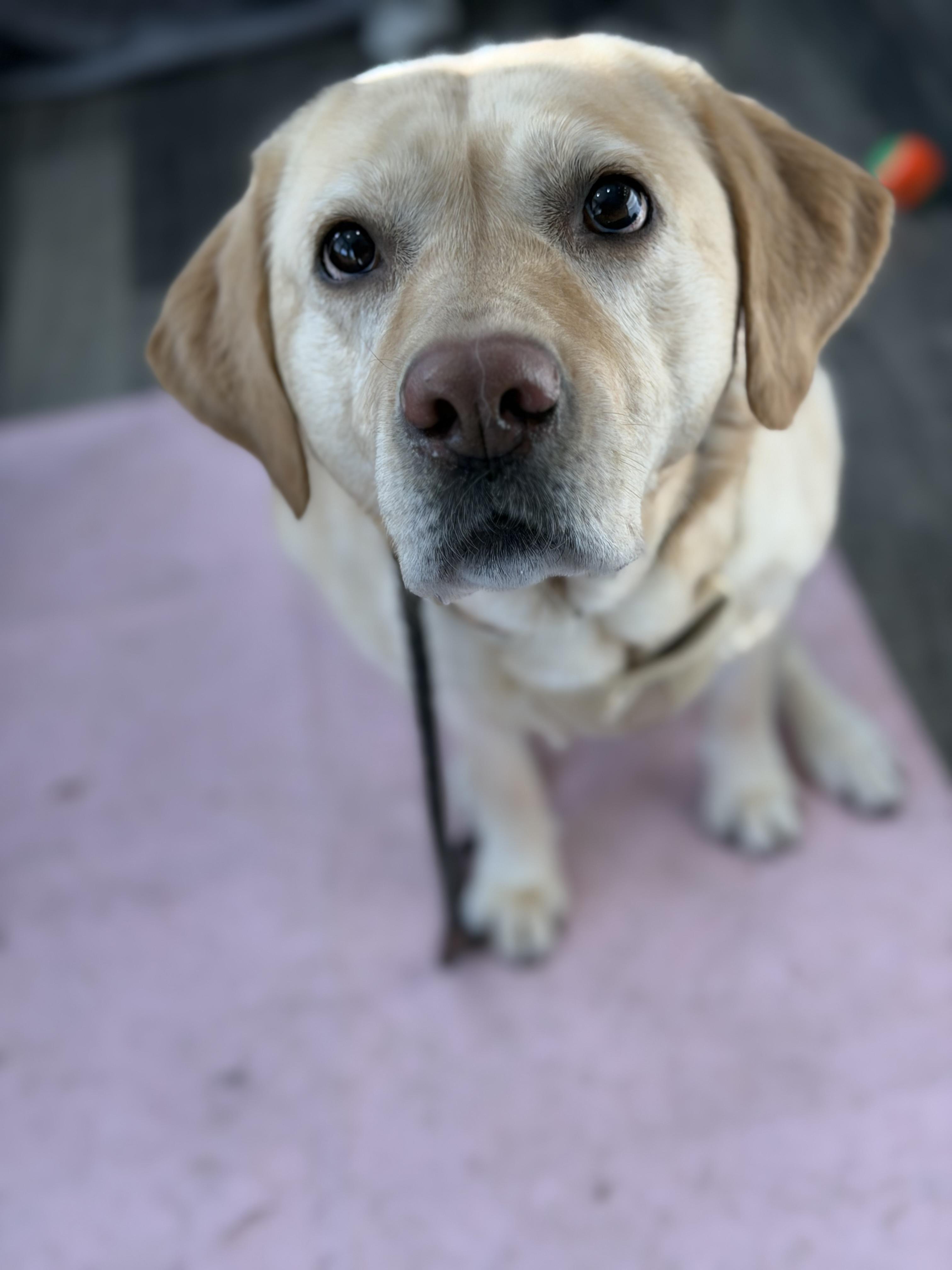 Daisy, a Adoptable Yellow Labrador Retriever in Mahwah, NJ image 3/5