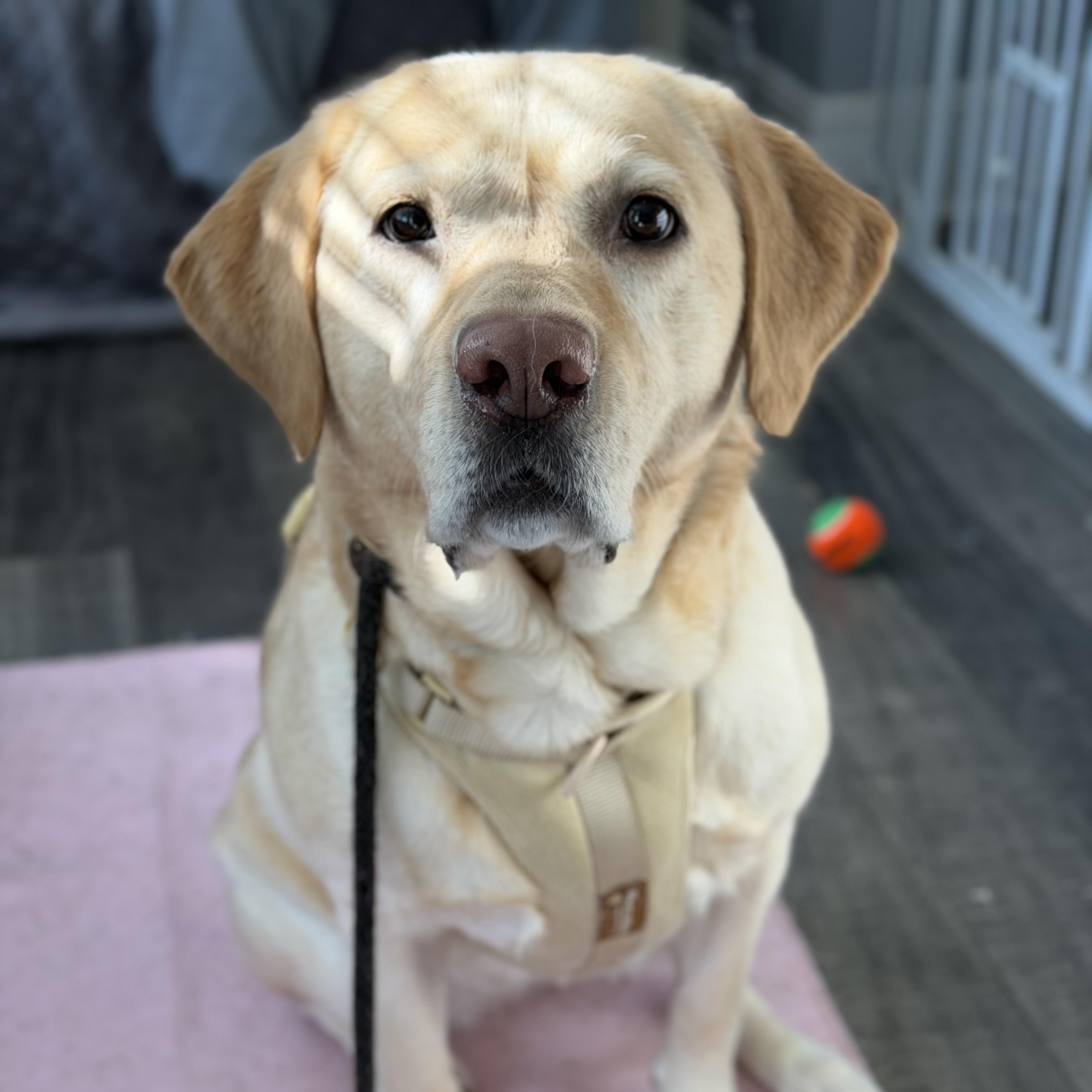 Daisy, a Adoptable Yellow Labrador Retriever in Mahwah, NJ image 2/5
