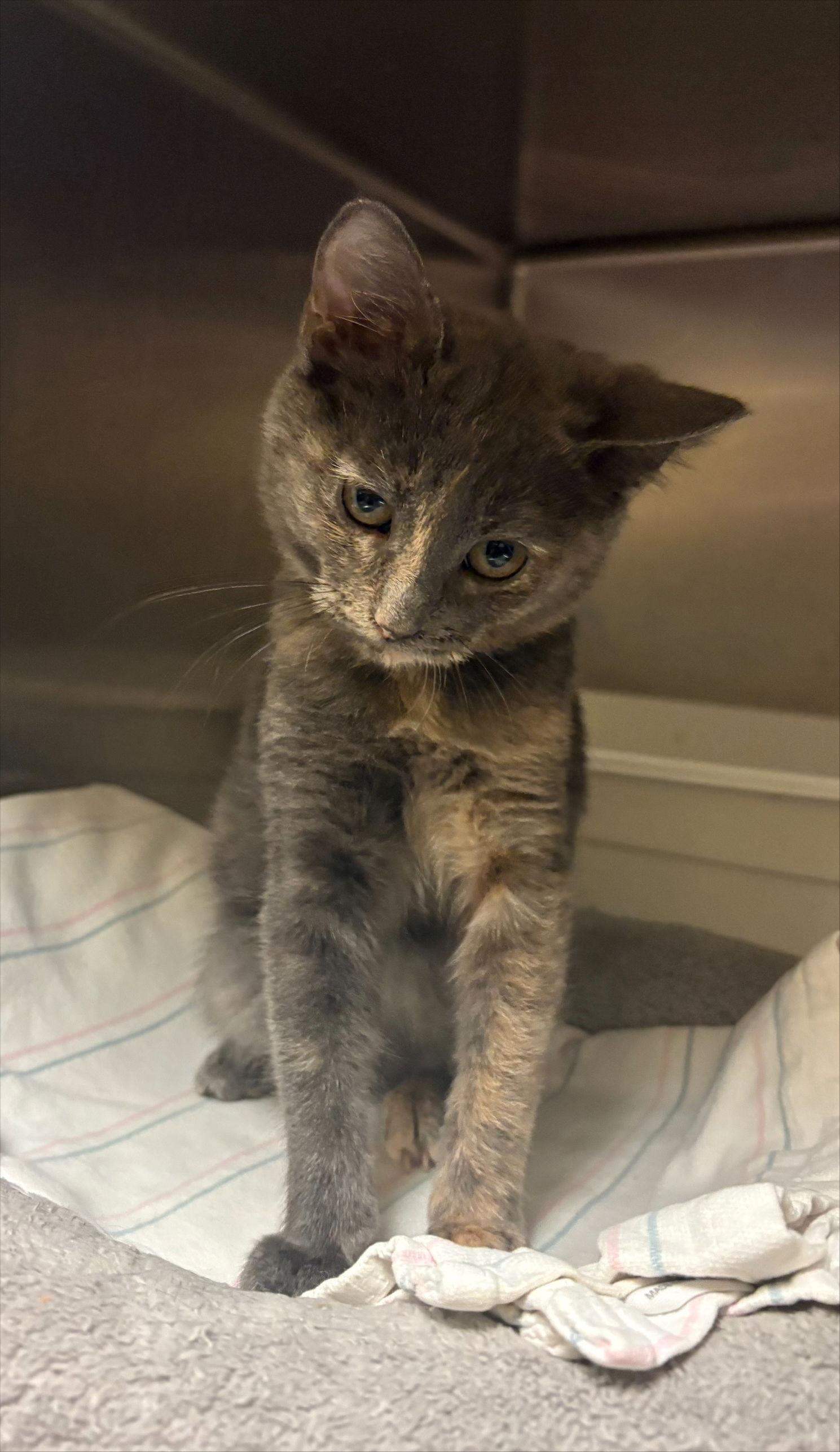 Rolly, Adopted, Young Female Domestic Short Hair.