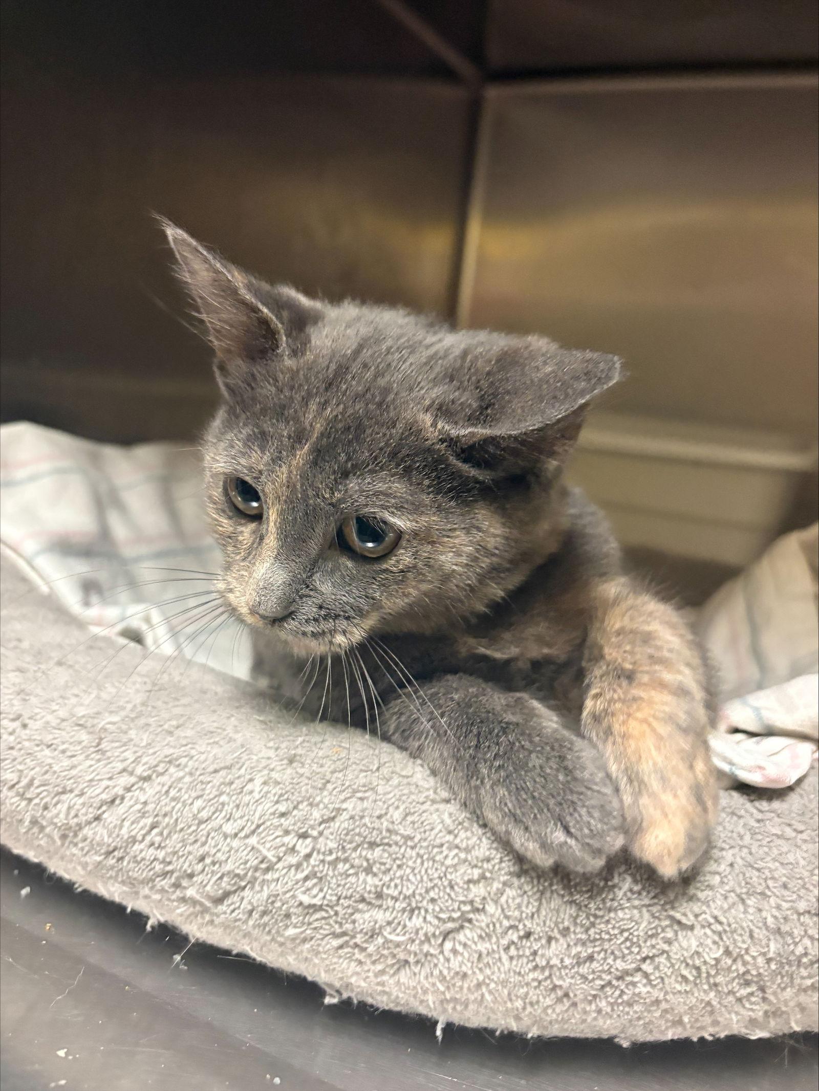 Enlarge Rolly, a Adopted Domestic Short Hair in Jackson, MS image 3/3