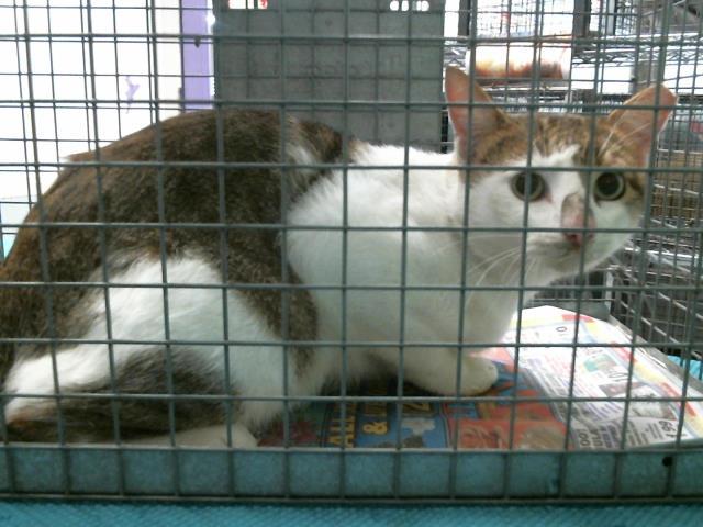 Enlarge MOOCH, a Adoptable mixed breed in Houston, TX image 1/1