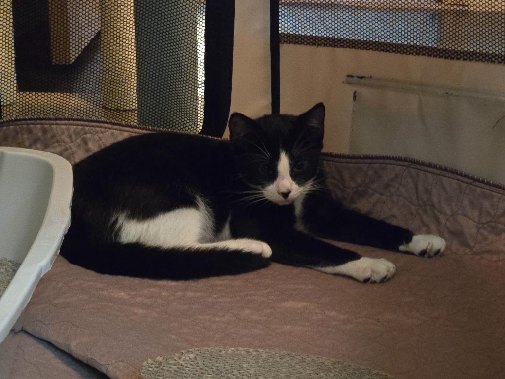 Borra, Adoptable, Kitten Male American Shorthair.