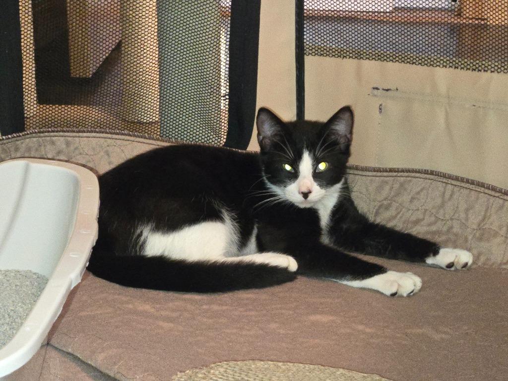 Enlarge Borra, a Adoptable American Shorthair in Hagaman, NY image 2/2