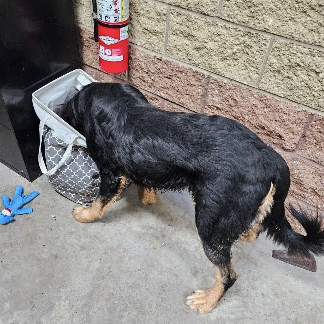 Enlarge Monster, a ADOPTABLE Mixed Breed in Central Falls, RI image 3/6