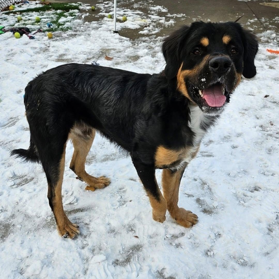 Enlarge Monster, a ADOPTABLE Mixed Breed in Central Falls, RI image 5/6