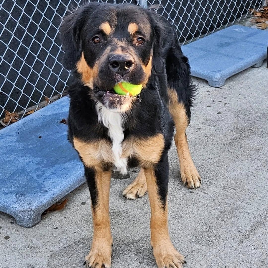 Enlarge Monster, a ADOPTABLE Mixed Breed in Central Falls, RI image 2/6