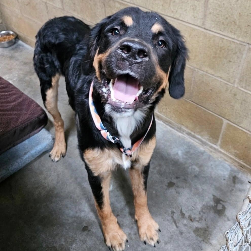 Enlarge Monster, a ADOPTABLE Mixed Breed in Central Falls, RI image 6/6