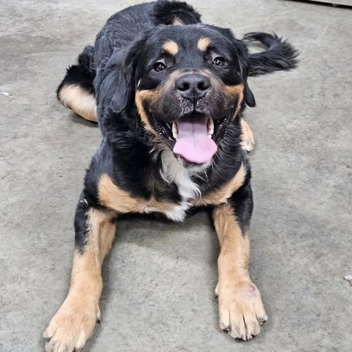 Monster, ADOPTABLE, Young Male Mixed Breed.