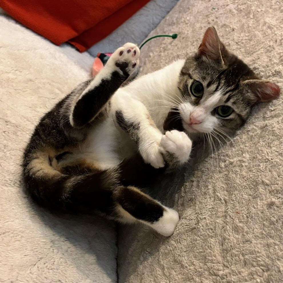 Darla, Adoptable, Kitten Female Tabby & Domestic Short Hair.