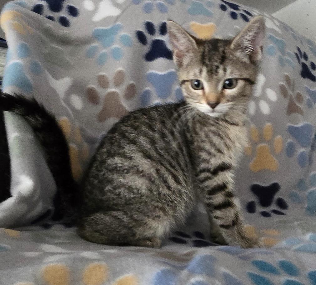 Enlarge FIA & FILI - Bonded Sisters, an adopted Domestic Short Hair in Spotswood, NJ image 5/6