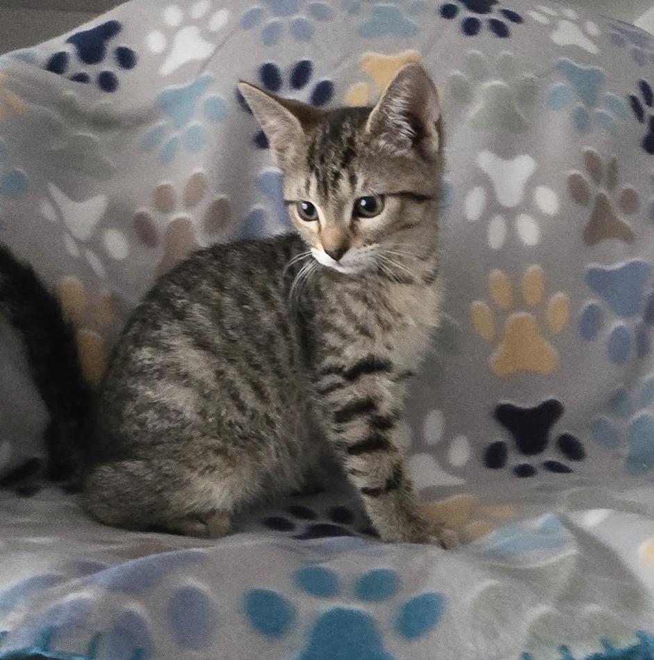 Enlarge FIA & FILI - Bonded Sisters, an adopted Domestic Short Hair in Spotswood, NJ image 3/6