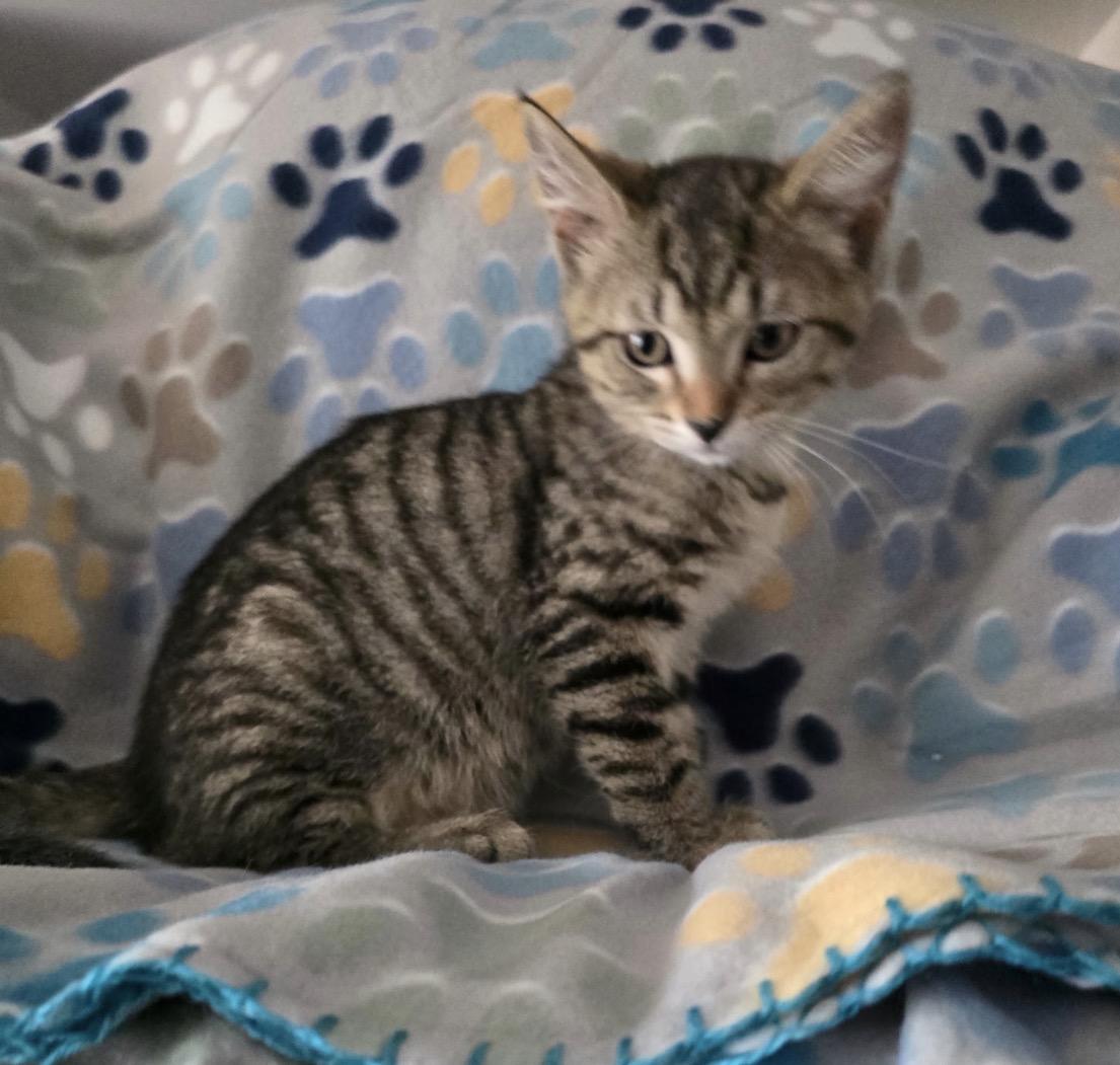 Enlarge FIA & FILI - Bonded Sisters, an adopted Domestic Short Hair in Spotswood, NJ image 4/6