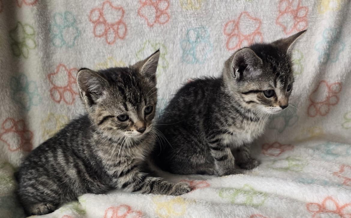 FIA & FILI - Bonded Sisters, adopted, Kitten Female Domestic Short Hair.