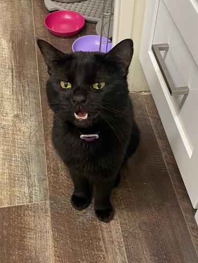 Sam, adopted, Adult Male Domestic Short Hair.