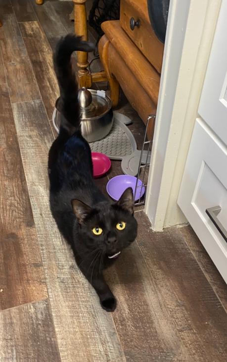 Enlarge Sam, an adopted Domestic Short Hair in RIVERSIDE, CA image 2/3
