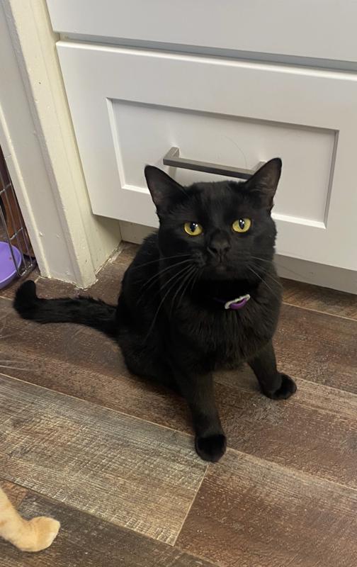 Enlarge Sam, an adopted Domestic Short Hair in RIVERSIDE, CA image 3/3