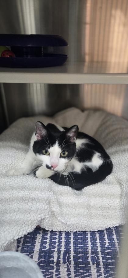 Rico, Adoptable, Adult Male Domestic Short Hair & Domestic Short Hair.