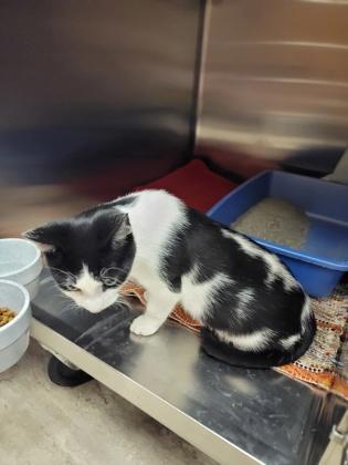 Rico, a Adoptable Domestic Short Hair in Fergus Falls, MN image 2/3