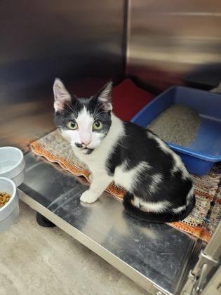 Rico, a Adoptable Domestic Short Hair in Fergus Falls, MN image 3/3