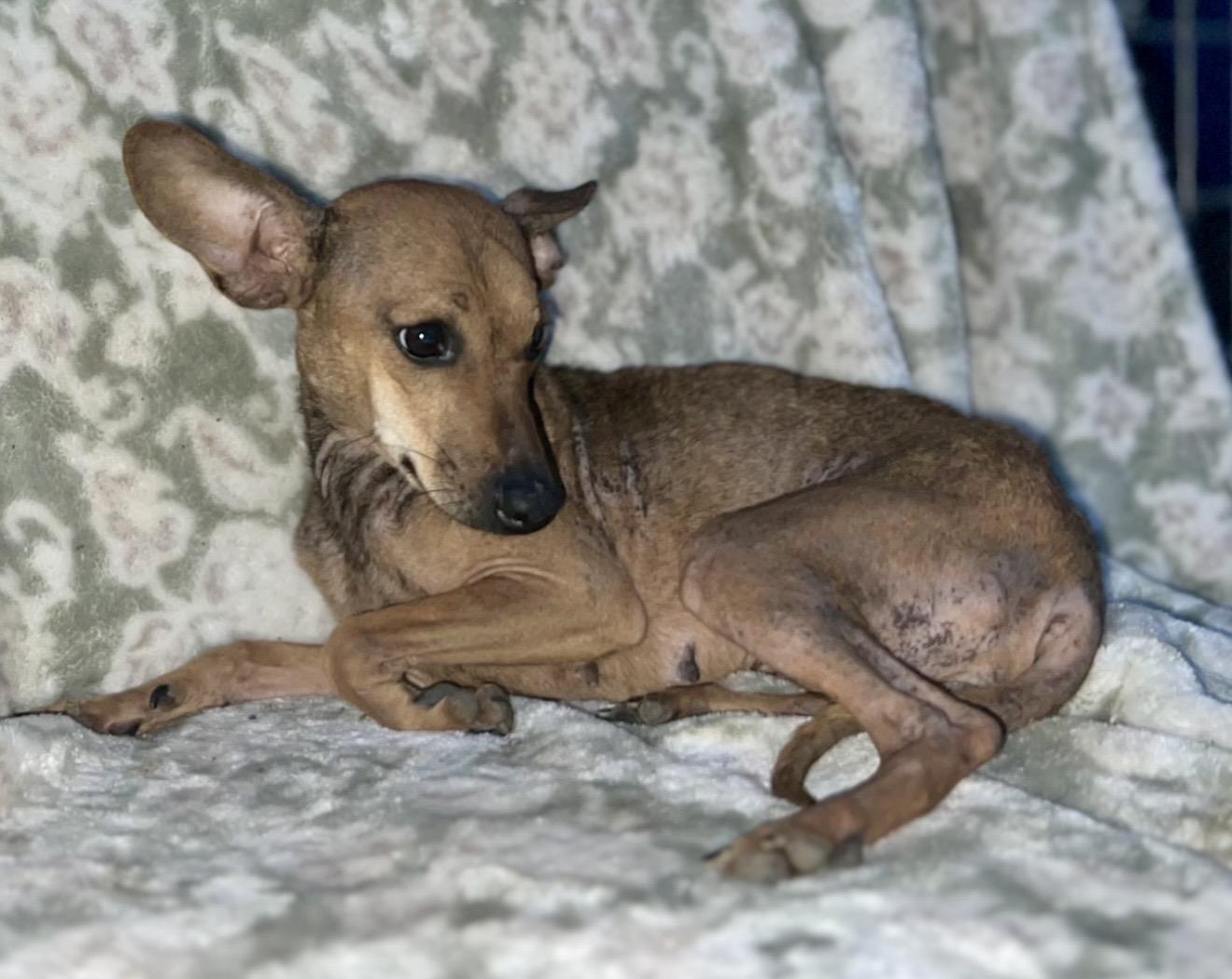 Enlarge Enchilada , a ADOPTABLE mixed breed in Pelham, NH image 6/6