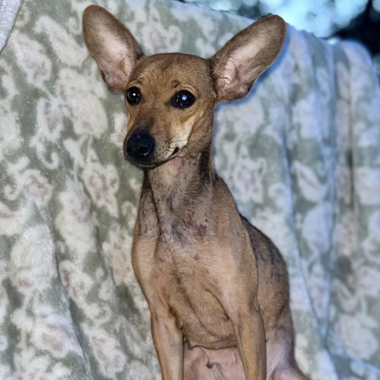 Enlarge Enchilada , a ADOPTABLE mixed breed in Pelham, NH image 4/6