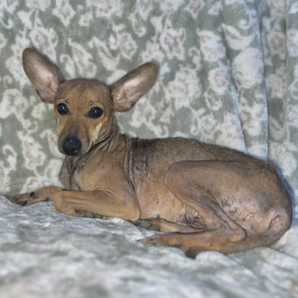 Enlarge Enchilada , a ADOPTABLE mixed breed in Pelham, NH image 3/6