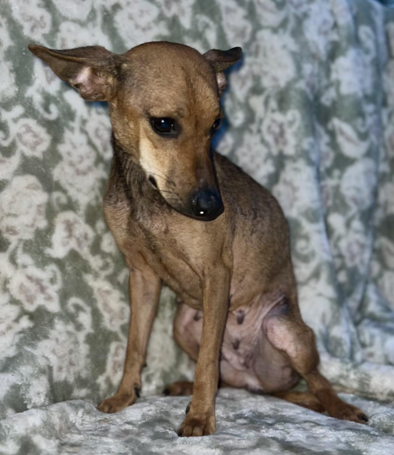 Enlarge Enchilada , a ADOPTABLE mixed breed in Pelham, NH image 5/6