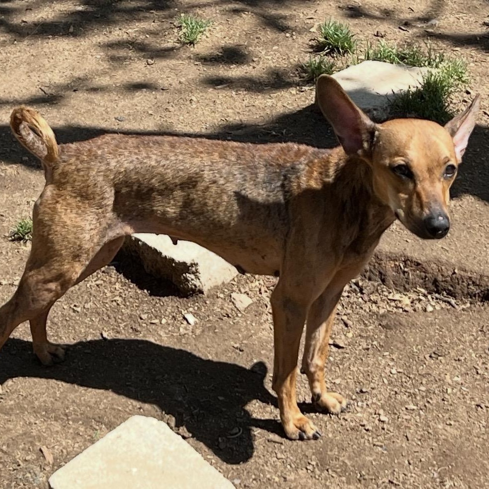 Enlarge Enchilada , a ADOPTABLE mixed breed in Pelham, NH image 2/6