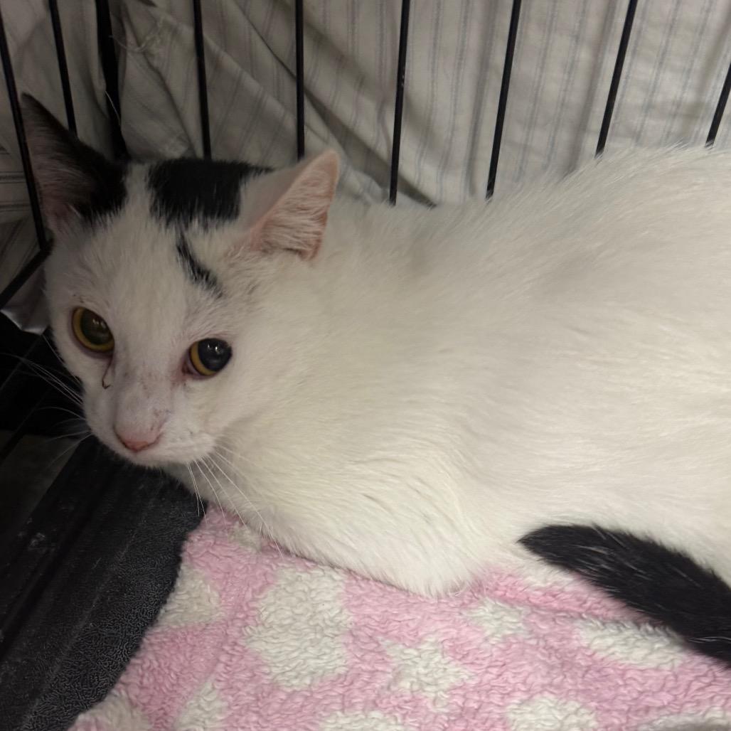 Duplicat, Adoptable, Adult Male Domestic Short Hair.