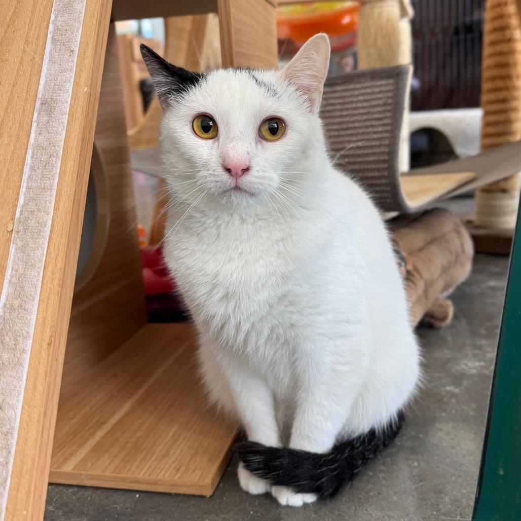 Enlarge Duplicat, a Adoptable Domestic Short Hair in Normal, IL image 2/4
