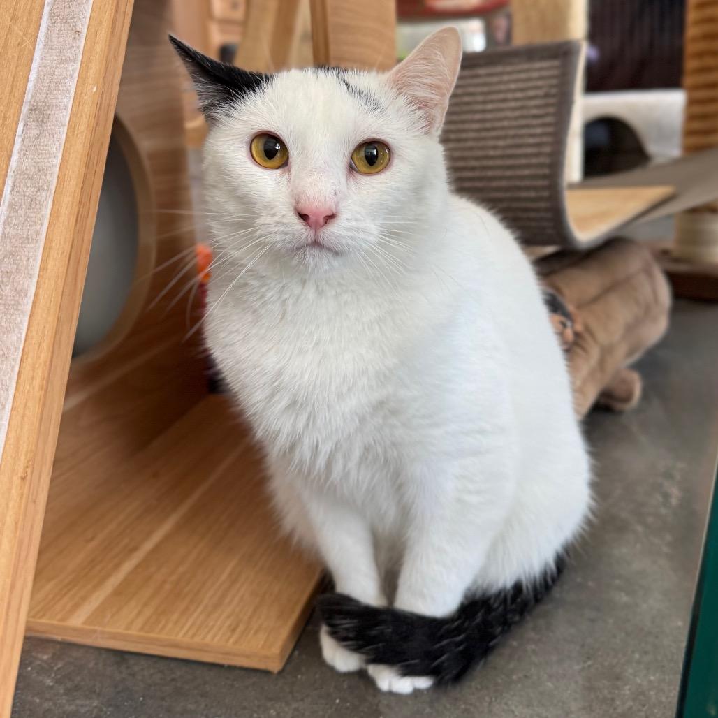 Enlarge Duplicat, a Adoptable Domestic Short Hair in Normal, IL image 3/4