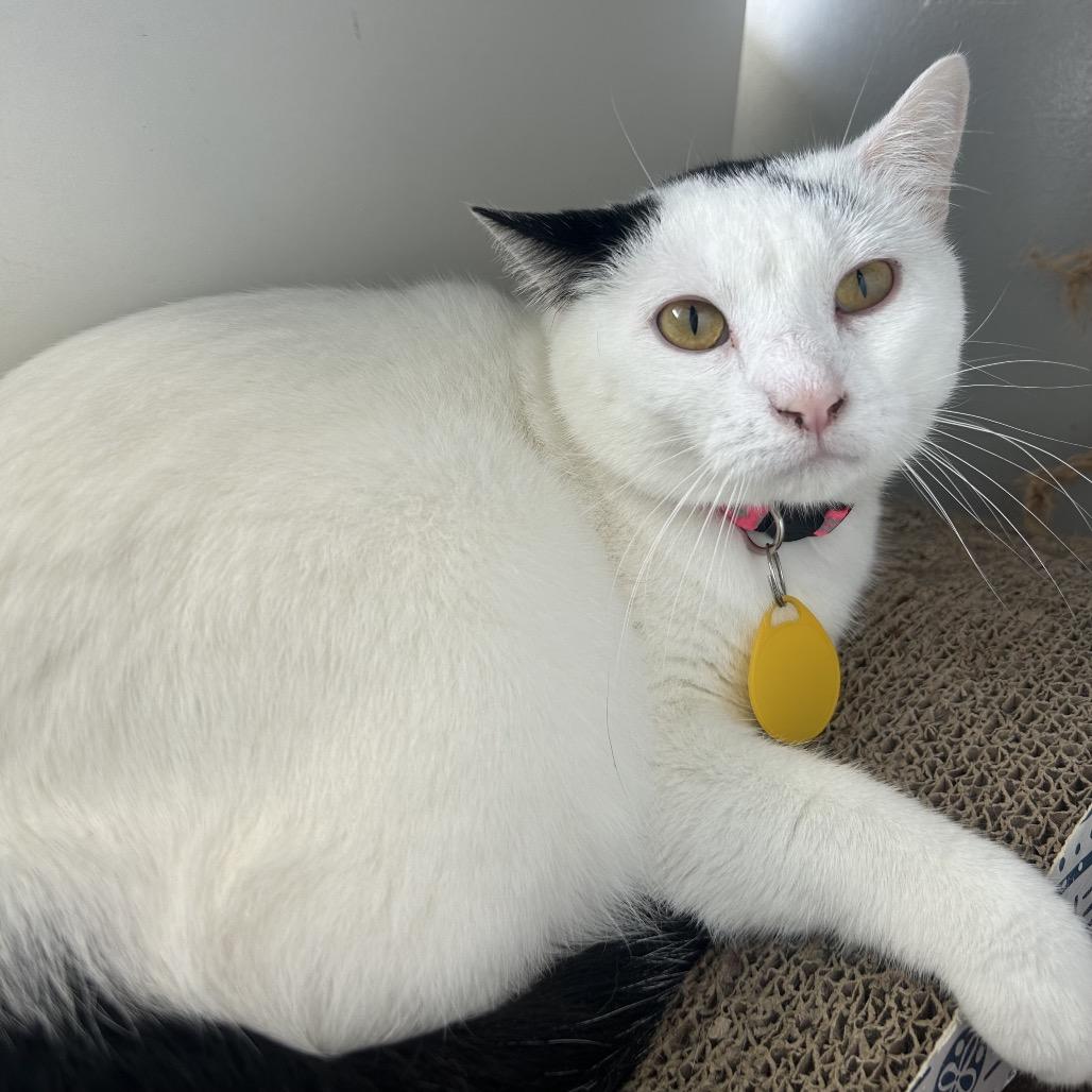 Enlarge Duplicat, a Adoptable Domestic Short Hair in Normal, IL image 4/4
