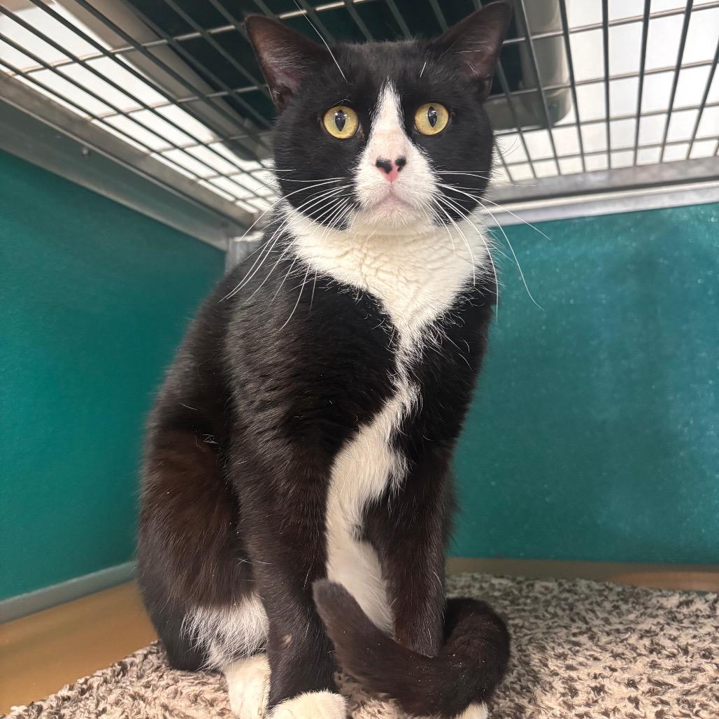 Kronk, Adoptable, Adult Male Domestic Short Hair.