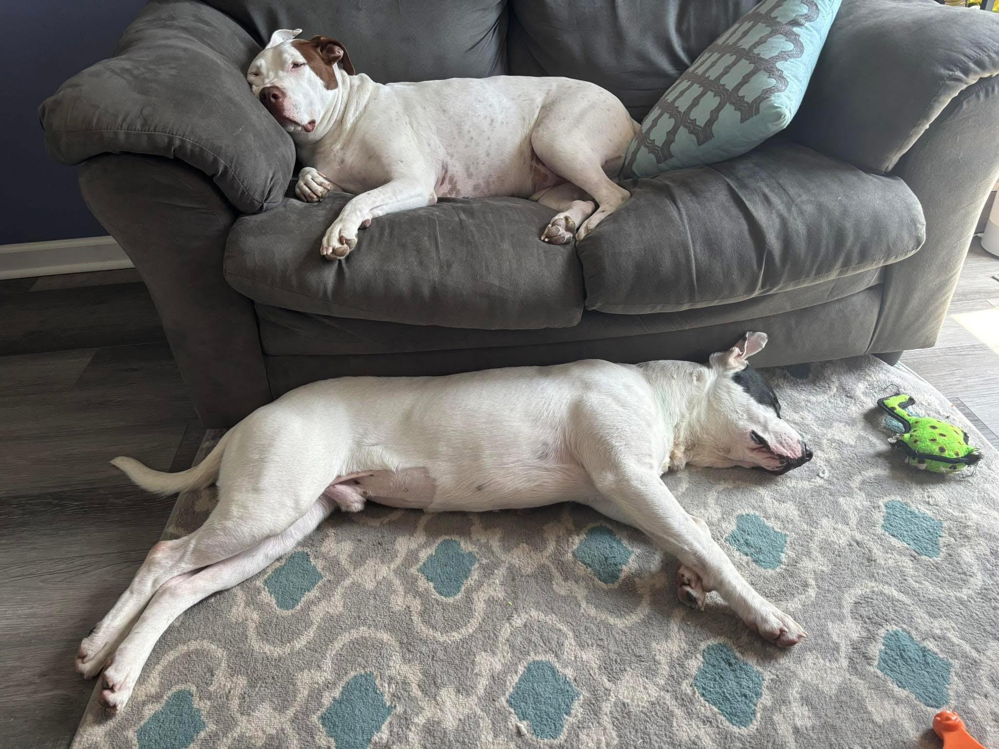 Enlarge Zorro, a Adoptable mixed breed in University Heights, OH image 4/6