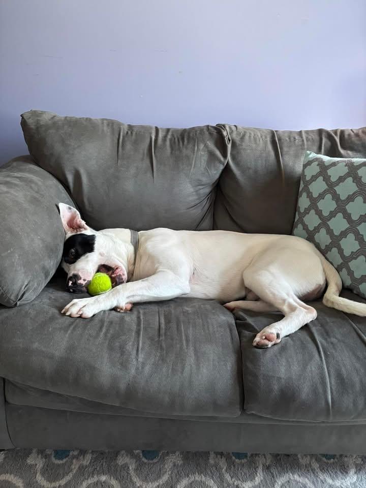 Enlarge Zorro, a Adoptable mixed breed in University Heights, OH image 5/6