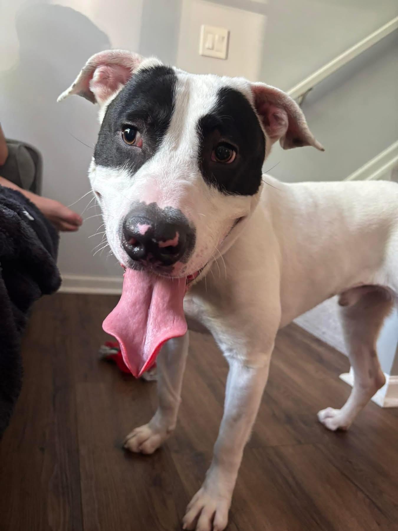 Enlarge Zorro, a Adoptable mixed breed in University Heights, OH image 1/6