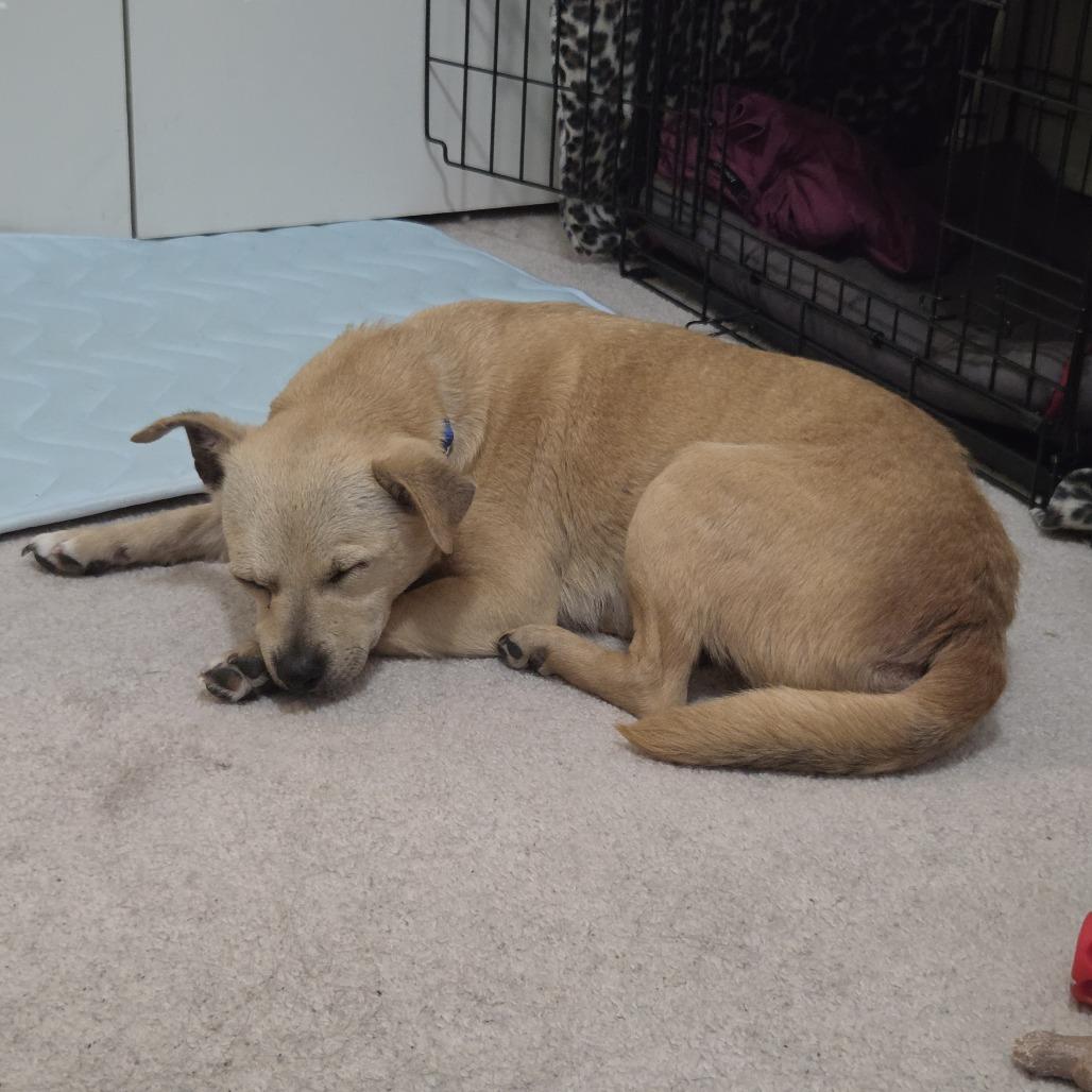 Dory, Adoptable, Adult Female Mixed Breed & Chihuahua.