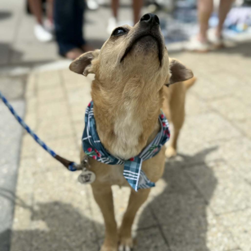 Enlarge Dory, a Adoptable mixed breed in Raleigh, NC image 2/6