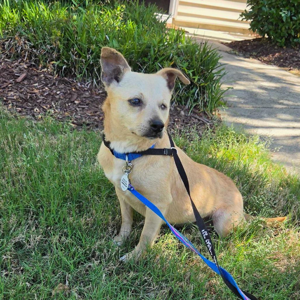 Enlarge Dory, a Adoptable mixed breed in Raleigh, NC image 3/6