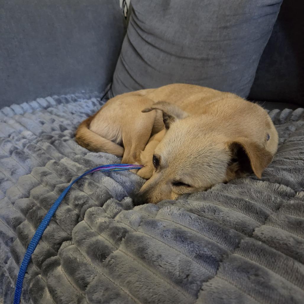 Enlarge Dory, a Adoptable mixed breed in Raleigh, NC image 4/6