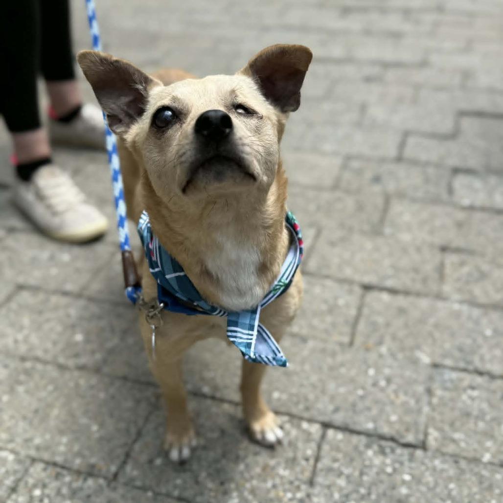 Enlarge Dory, a Adoptable mixed breed in Raleigh, NC image 4/6