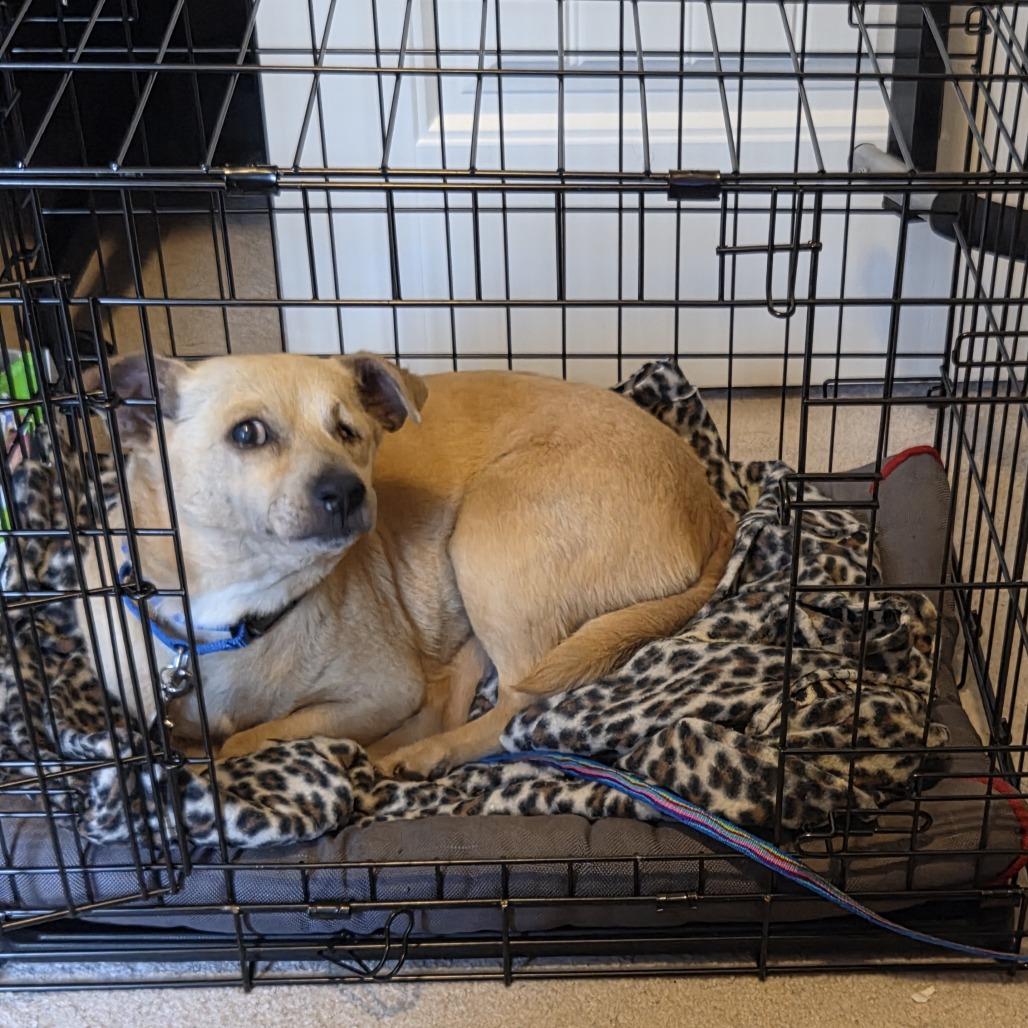 Enlarge Dory, a Adoptable mixed breed in Raleigh, NC image 5/6