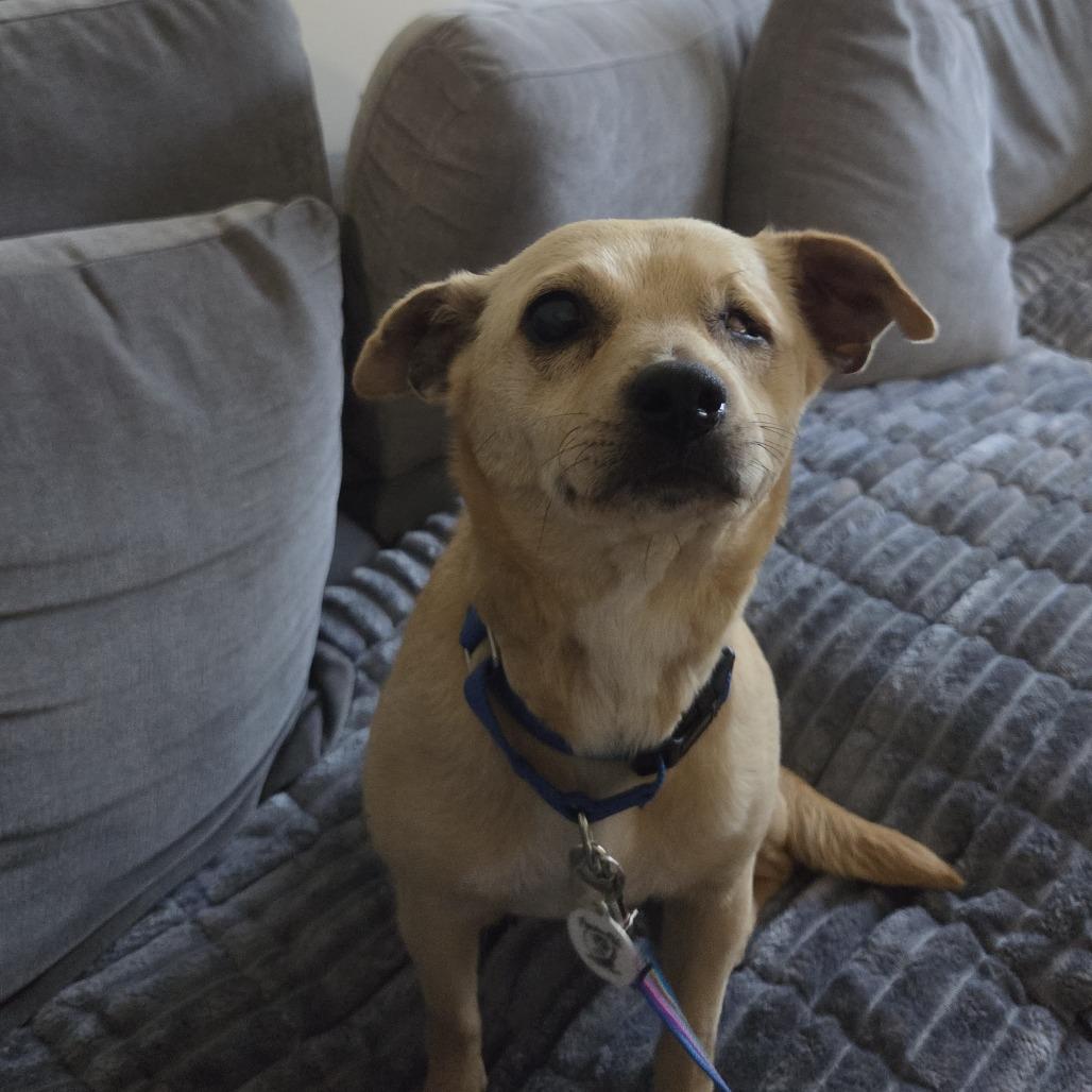 Enlarge Dory, a Adoptable mixed breed in Raleigh, NC image 6/6